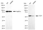 TCP1 Antibody in Western Blot (WB)