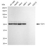 TCP1 Antibody in Western Blot (WB)