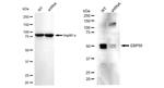 EBP50 Antibody in Western Blot (WB)