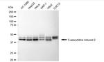 AZI2 Antibody in Western Blot (WB)