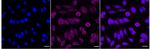 ADH5 Recombinant Rabbit Monoclonal Antibody (24GB4695)