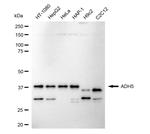 ADH5 Antibody in Western Blot (WB)
