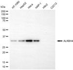 ALKBH4 Antibody in Western Blot (WB)