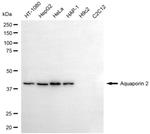 Aquaporin 2 Antibody in Western Blot (WB)