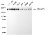 ARFGEF2 Antibody in Western Blot (WB)