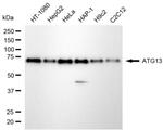 ATG13 Antibody in Western Blot (WB)