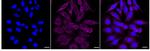 PMCA1 ATPase Recombinant Rabbit Monoclonal Antibody (24GB5270)