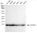 ATP5G1 Antibody in Western Blot (WB)