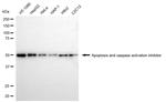 AVEN Antibody in Western Blot (WB)