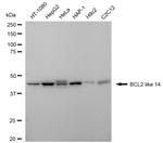 Bcl-G Antibody in Western Blot (WB)