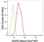 CAPG Antibody in Flow Cytometry (Flow)