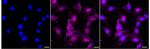 CAPG Recombinant Rabbit Monoclonal Antibody (24GB3595)