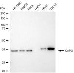 CAPG Antibody in Western Blot (WB)