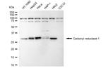 CBR1 Antibody in Western Blot (WB)