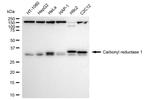 CBR1 Antibody in Western Blot (WB)