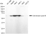 Cdc45L Antibody in Western Blot (WB)