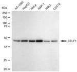 CUGBP1 Antibody in Western Blot (WB)