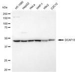 WDSOF1 Antibody in Western Blot (WB)