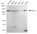 SAP97 Antibody in Western Blot (WB)