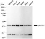 HDJ2 Antibody in Western Blot (WB)