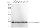 DCTN5 Antibody in Western Blot (WB)
