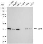CD16 Antibody in Western Blot (WB)