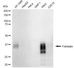 Follistatin Antibody in Western Blot (WB)