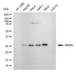 GMNN Recombinant Rabbit Monoclonal Antibody (24GB4610)