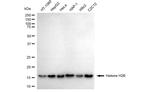 Histone H2B Antibody in Western Blot (WB)