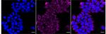 HLA-F Recombinant Rabbit Monoclonal Antibody (24GB3830)