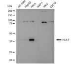 HLA-F Antibody in Western Blot (WB)