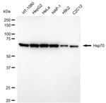 HSPA1A Antibody in Western Blot (WB)