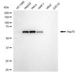 HSP70 Antibody in Western Blot (WB)