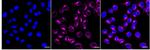 IFITM3 Recombinant Rabbit Monoclonal Antibody (24GB5155)