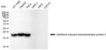 IFITM3 Antibody in Western Blot (WB)