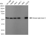 KLC3 Antibody in Western Blot (WB)