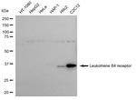 LTB4R Antibody in Western Blot (WB)