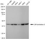 LHX3 Antibody in Western Blot (WB)