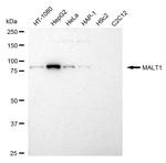 MALT1 Antibody in Western Blot (WB)