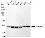 MEK3/MEK6 Antibody in Western Blot (WB)