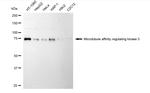 MARK3 Antibody in Western Blot (WB)