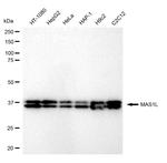 MAS1L Antibody in Western Blot (WB)