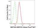 MEF2A/MEF2C Antibody in Flow Cytometry (Flow)