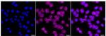 MEIS1 Recombinant Rabbit Monoclonal Antibody (24GB420)