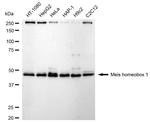 MEIS1 Antibody in Western Blot (WB)