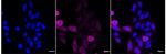 MELK Recombinant Rabbit Monoclonal Antibody (24GB3530)