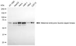 MELK Antibody in Western Blot (WB)
