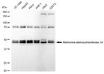 MAT2A Antibody in Western Blot (WB)