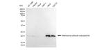 MSRB3 Antibody in Western Blot (WB)