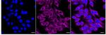 MGST1 Recombinant Rabbit Monoclonal Antibody (24GB5110)